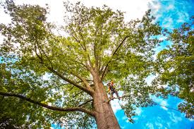 How Our Tree Care Process Works  in  Keystone Heights, FL