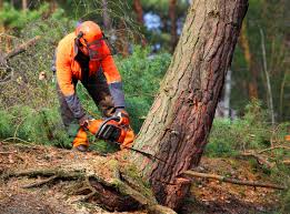 Best Tree Trimming and Pruning  in Keystone Heights, FL