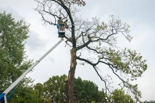 Best Palm Tree Trimming  in Keystone Heights, FL