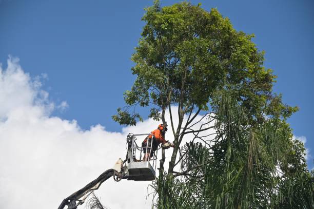 Professional Tree Removal Services in Keystone Heights, FL